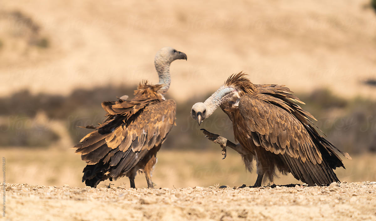 Griffon Vultures In A Desert