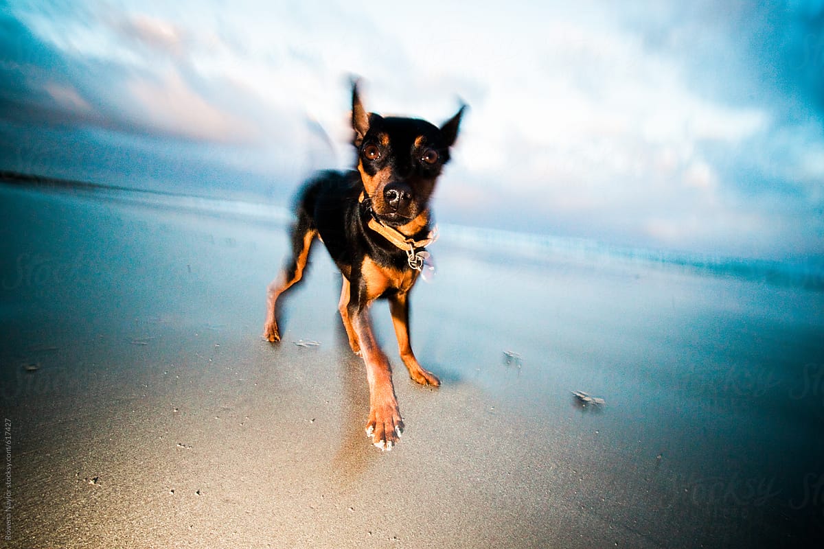 Crazy Miniature Pinscher dogs playing wildly on beach at sunrise in winter