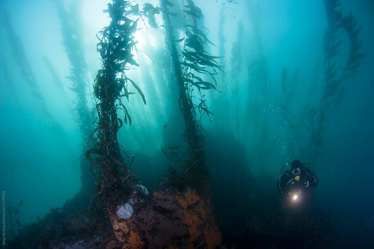 Diving in kelp forest