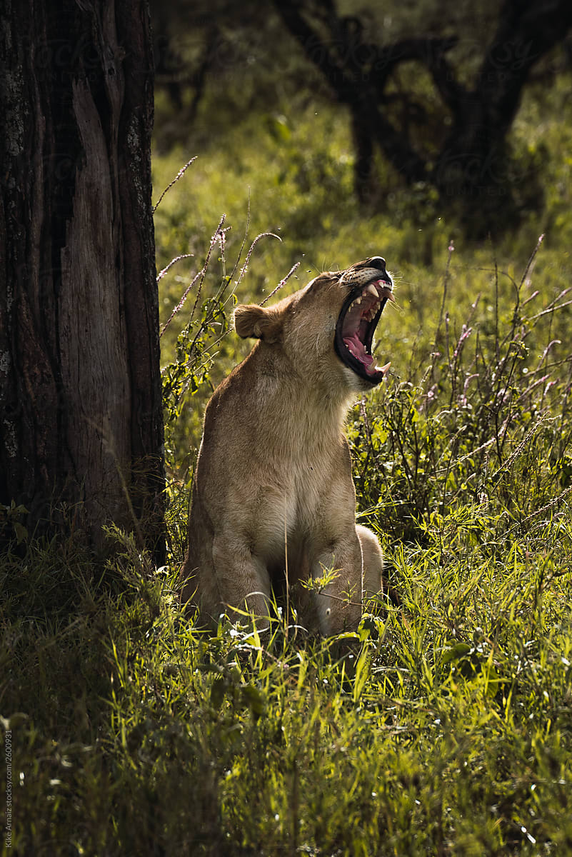 lioness in a long yawn