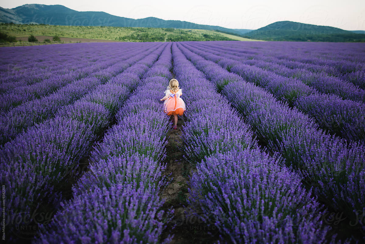 Little girl walking across blooming lavender field
