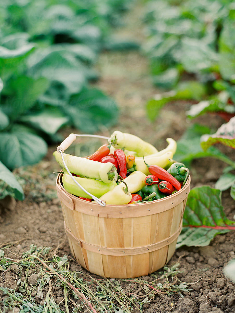 Basket of various peppers on farm