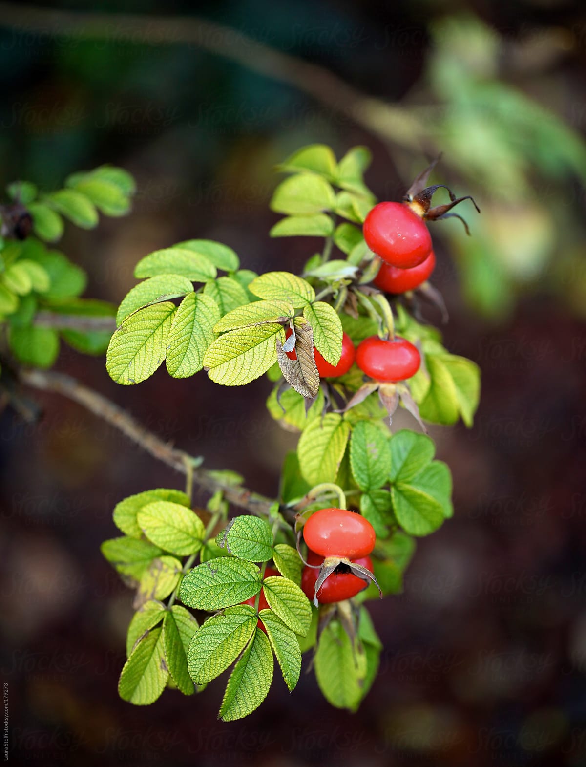 Close-up of rosehips on the plant