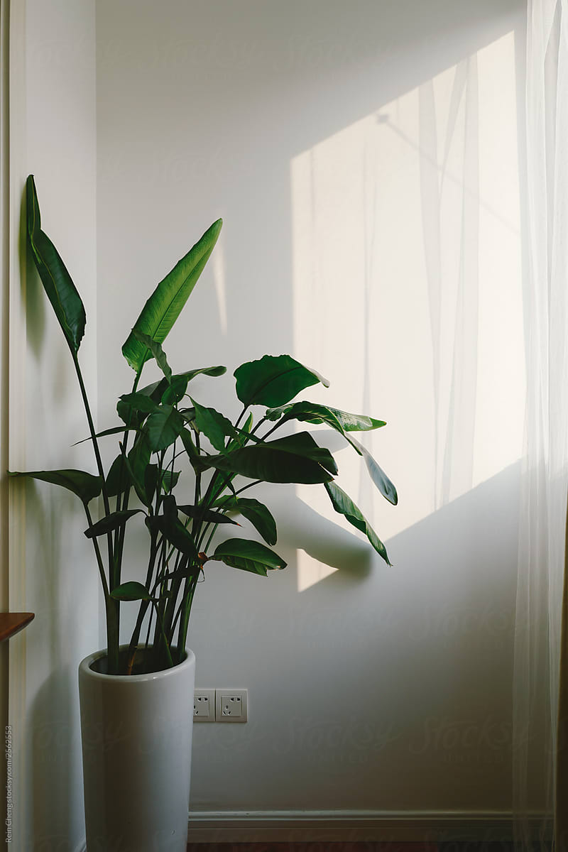Plant in the sun in the room