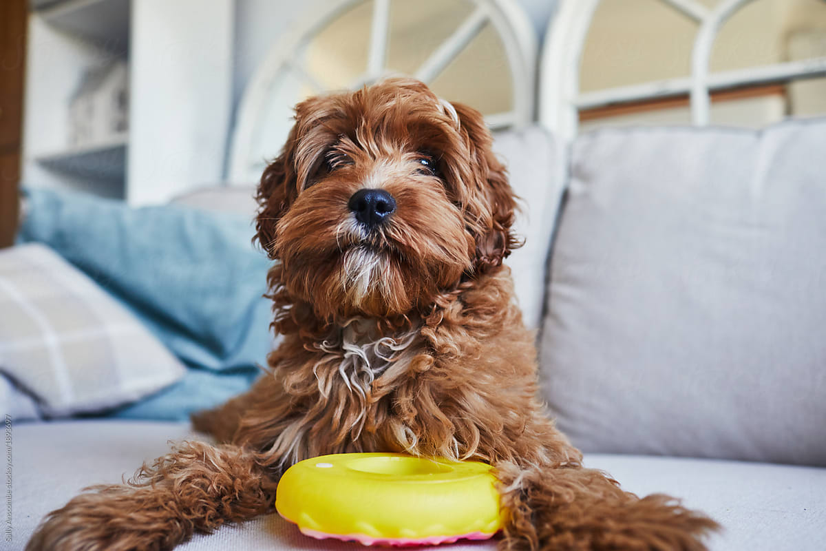 Puppy dog sat with his squeaky toy donut