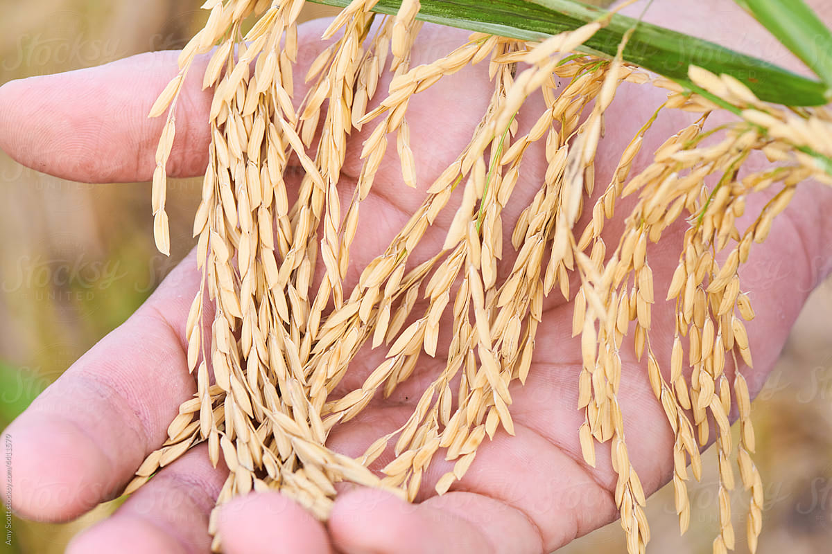 Close-up of hand holding a rice plant.