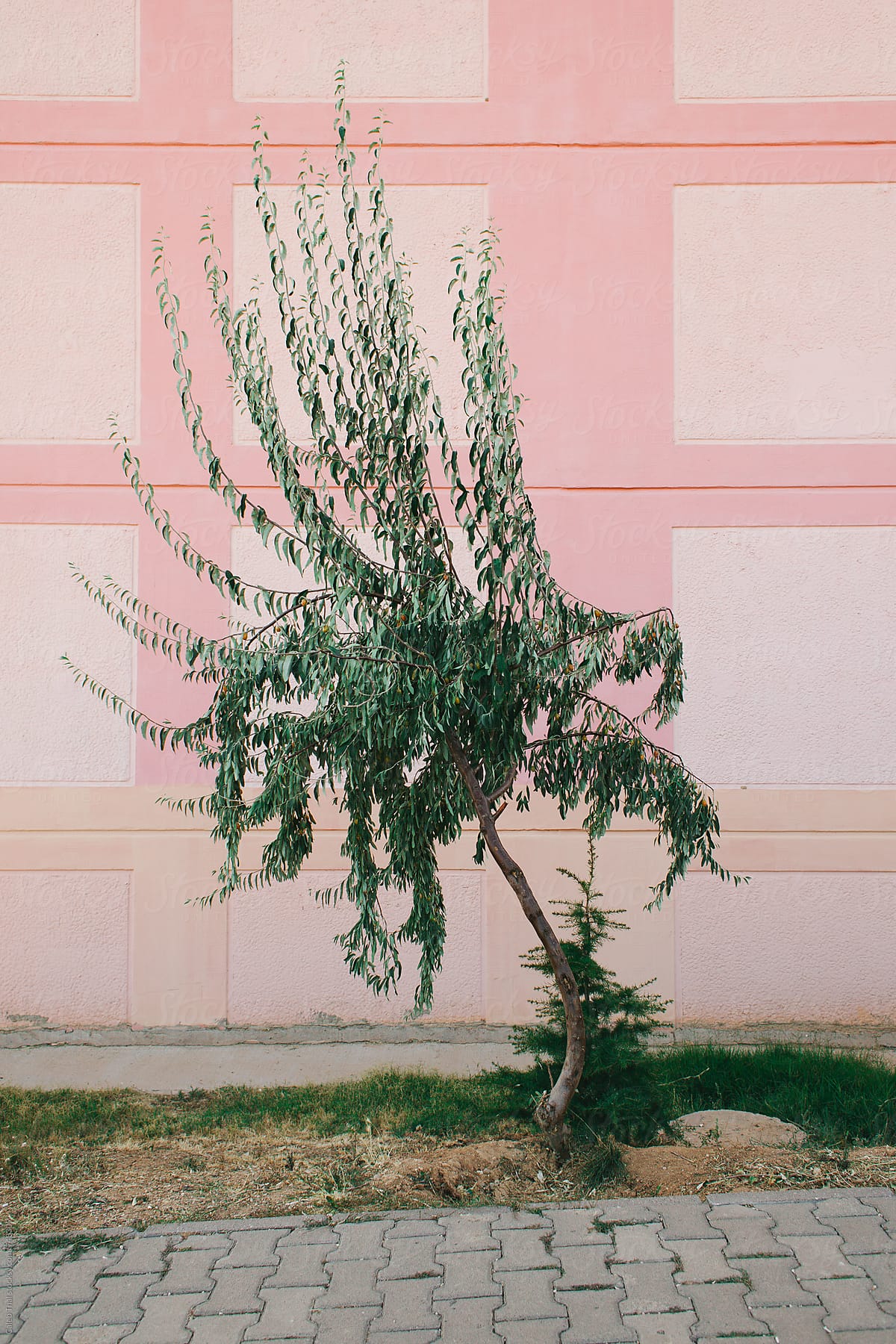 Single Tree with a Pink Building