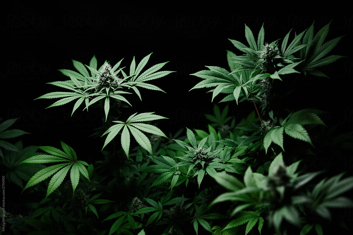 cannabis plants in grow room