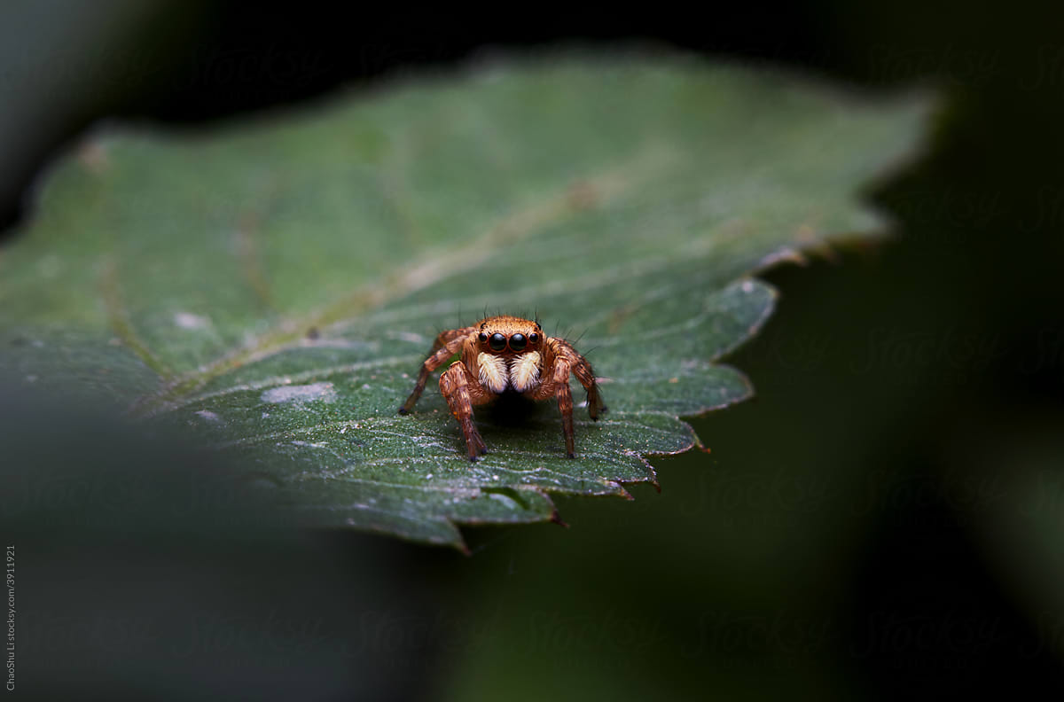 The microscopic insect world through the lens, spider