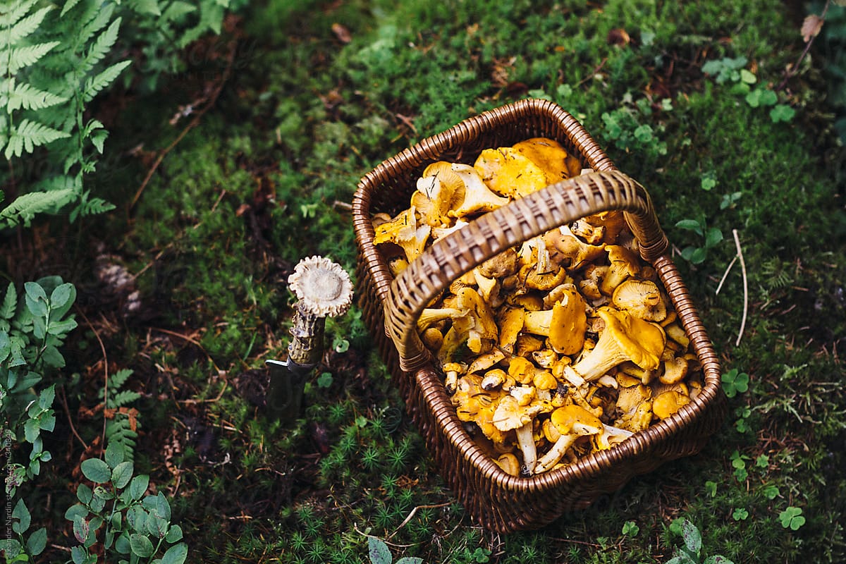 freshly hand picked chanterelle in a straw basket in the forest from above