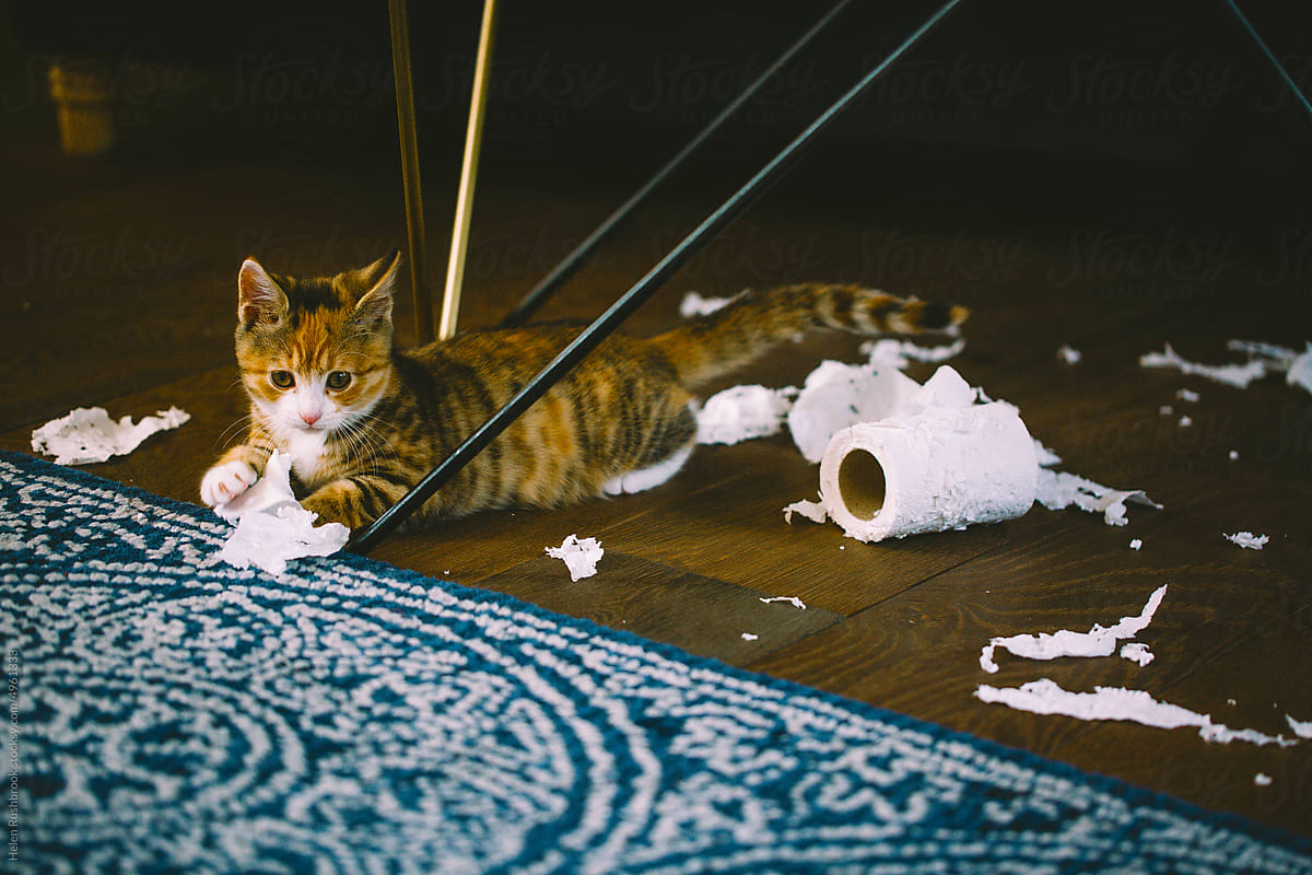Kitten destroying a roll of toilet tissue.