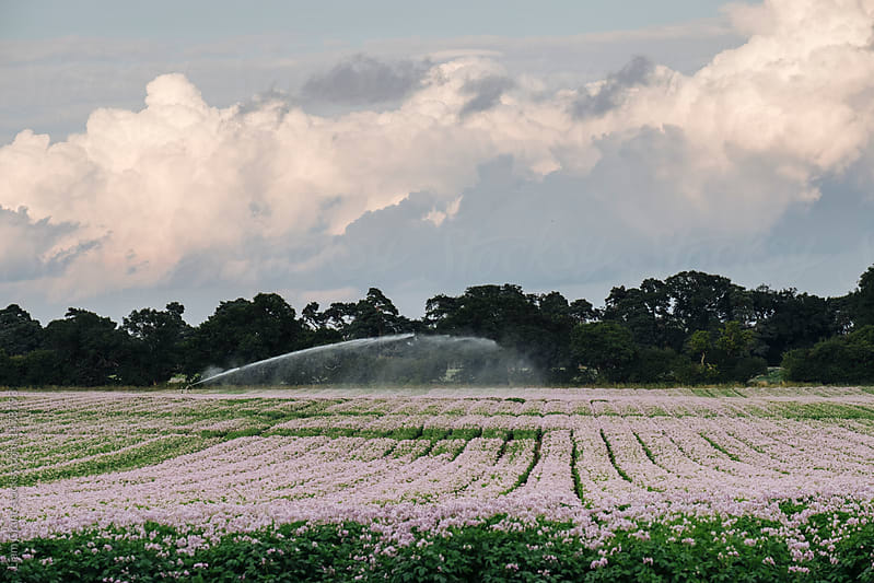 Irrigation system watering potato plants at sunset. Norfolk, UK.