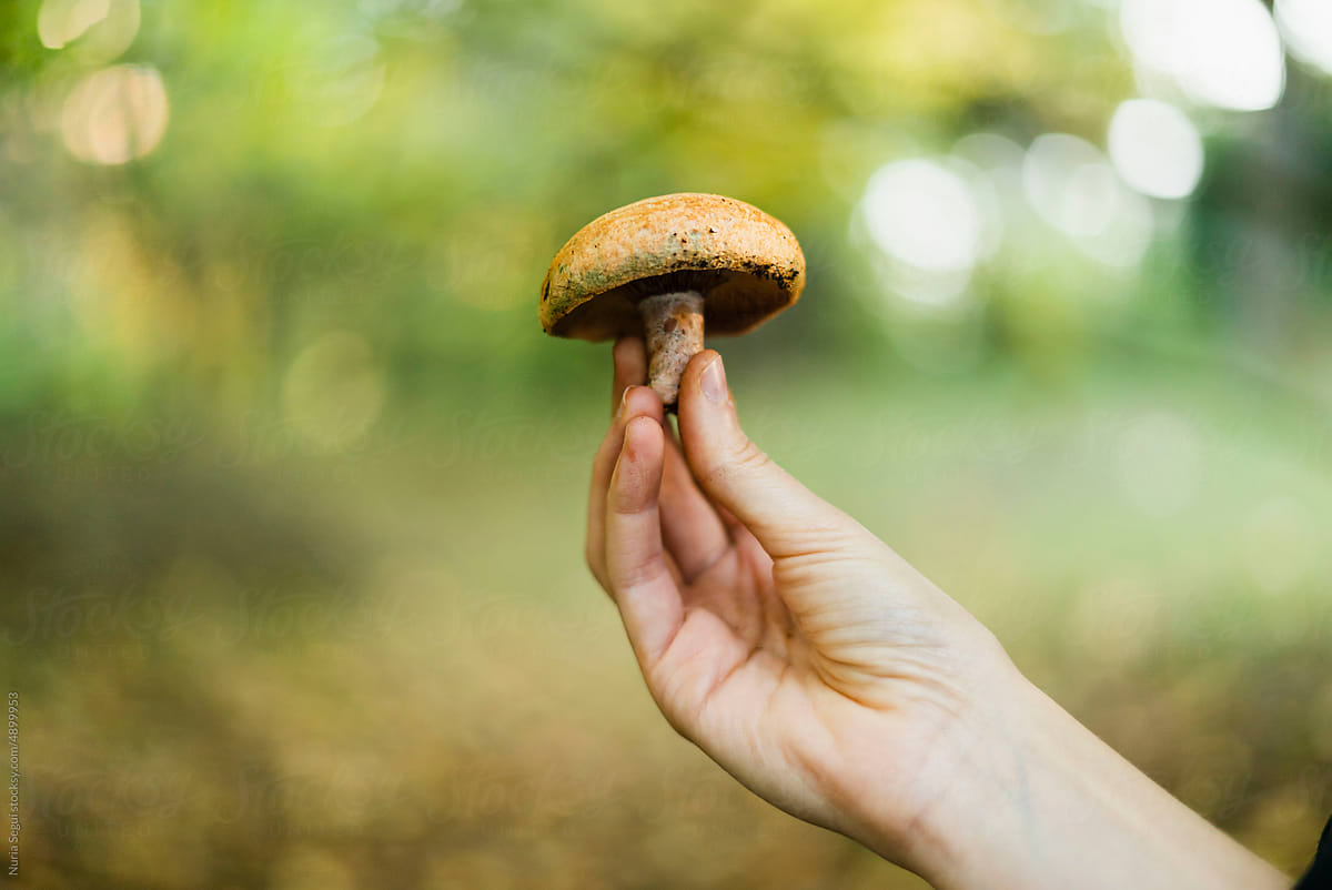 Fresh Mushroom In Hand