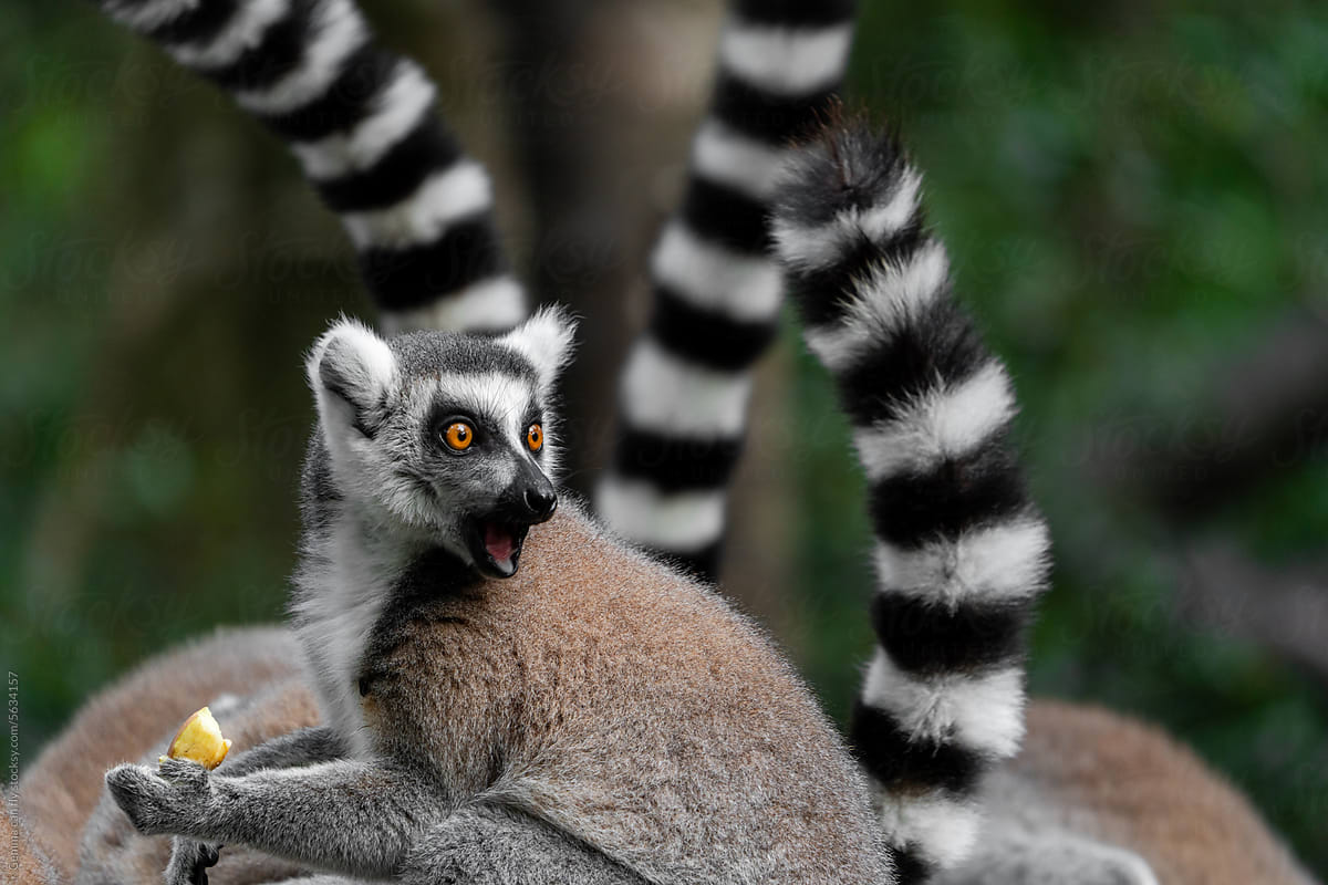 Surprised funny lemur eating in a nature reserve