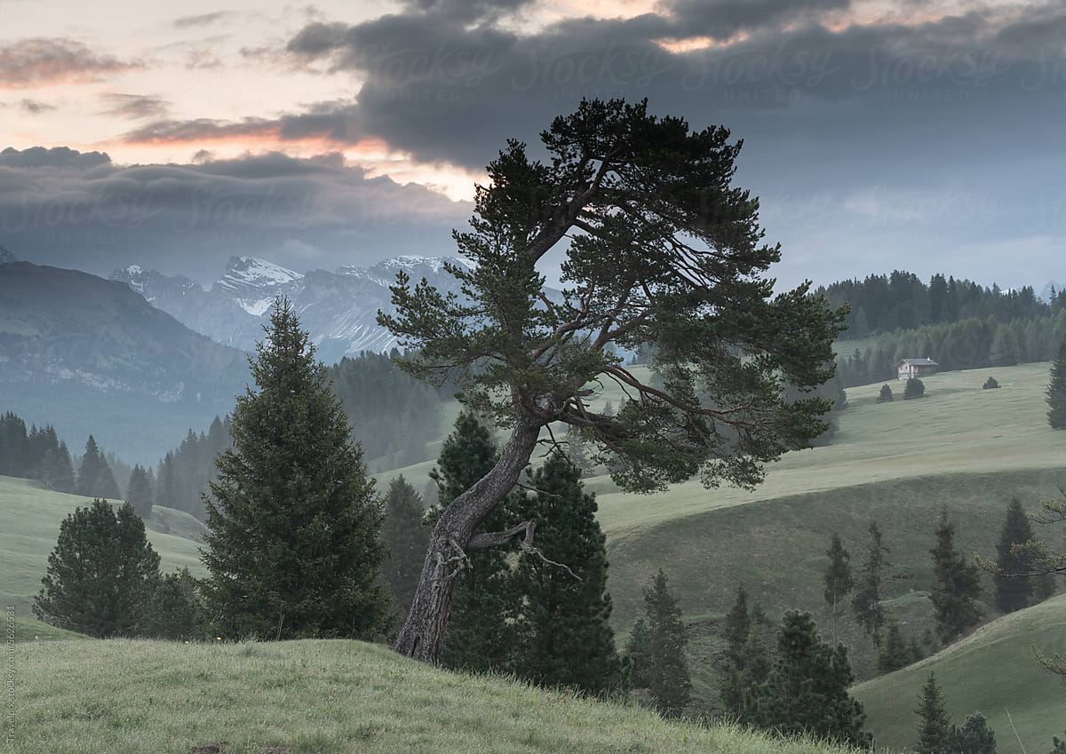 A tree clings on. Alpe di Siusi at sunrise.  Dolomites. (vt)