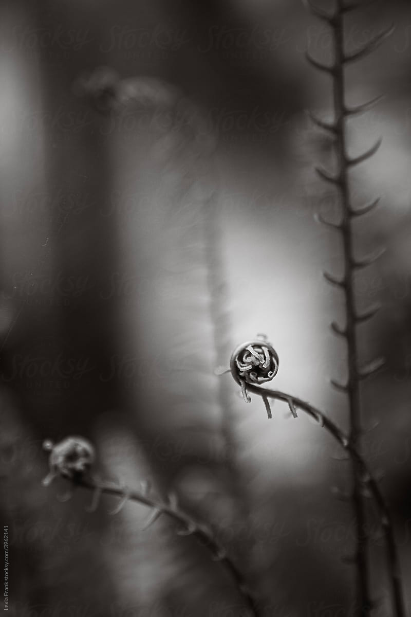 black and white fine art fern frond