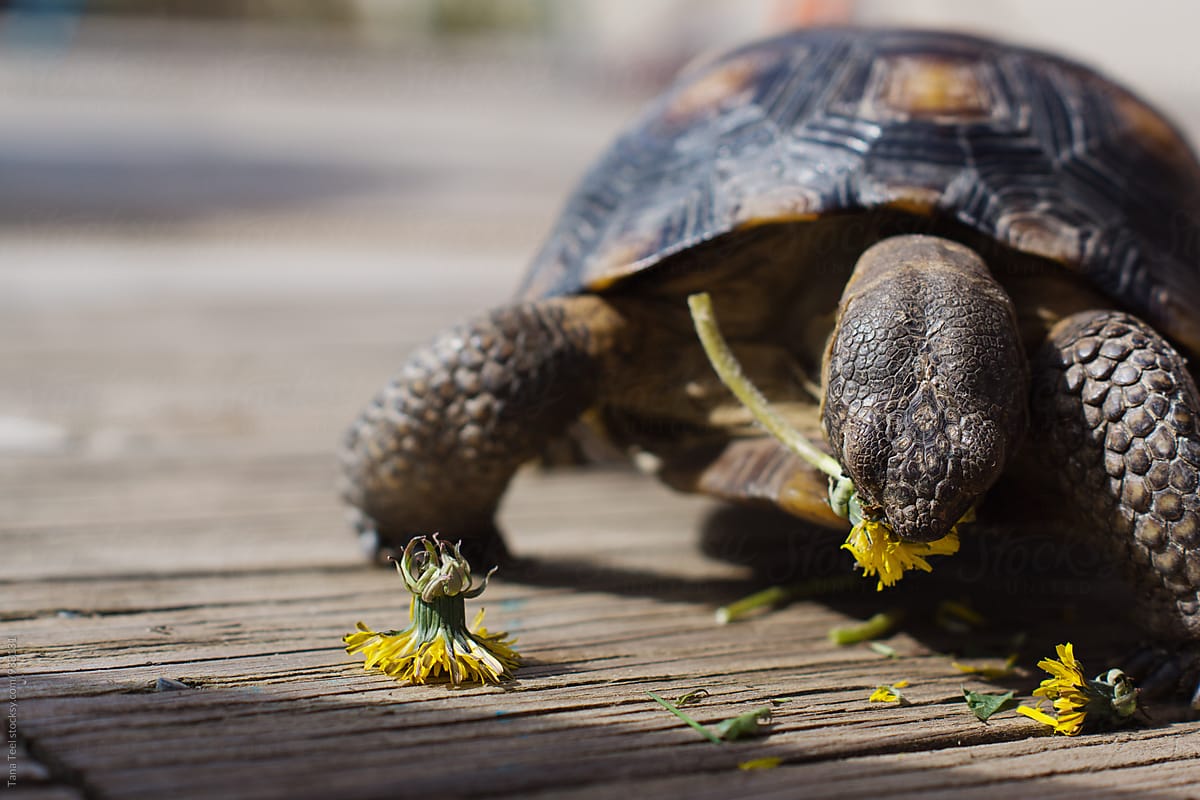 desert tortoise eats dandelion