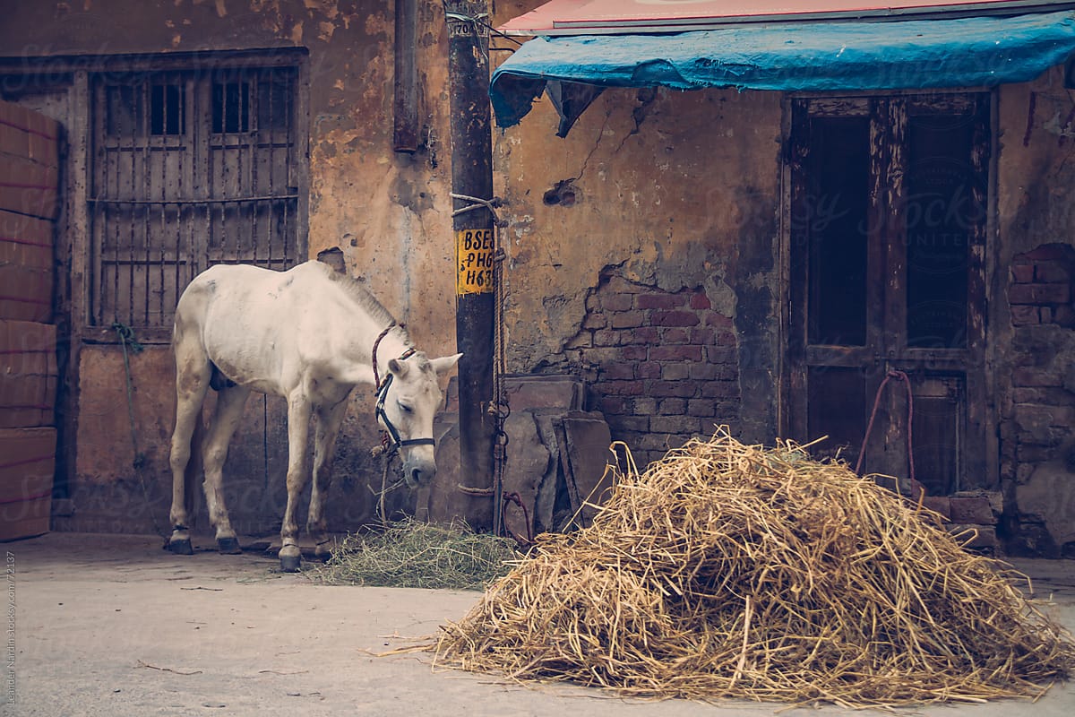white horse eating hay in front of a weathered building