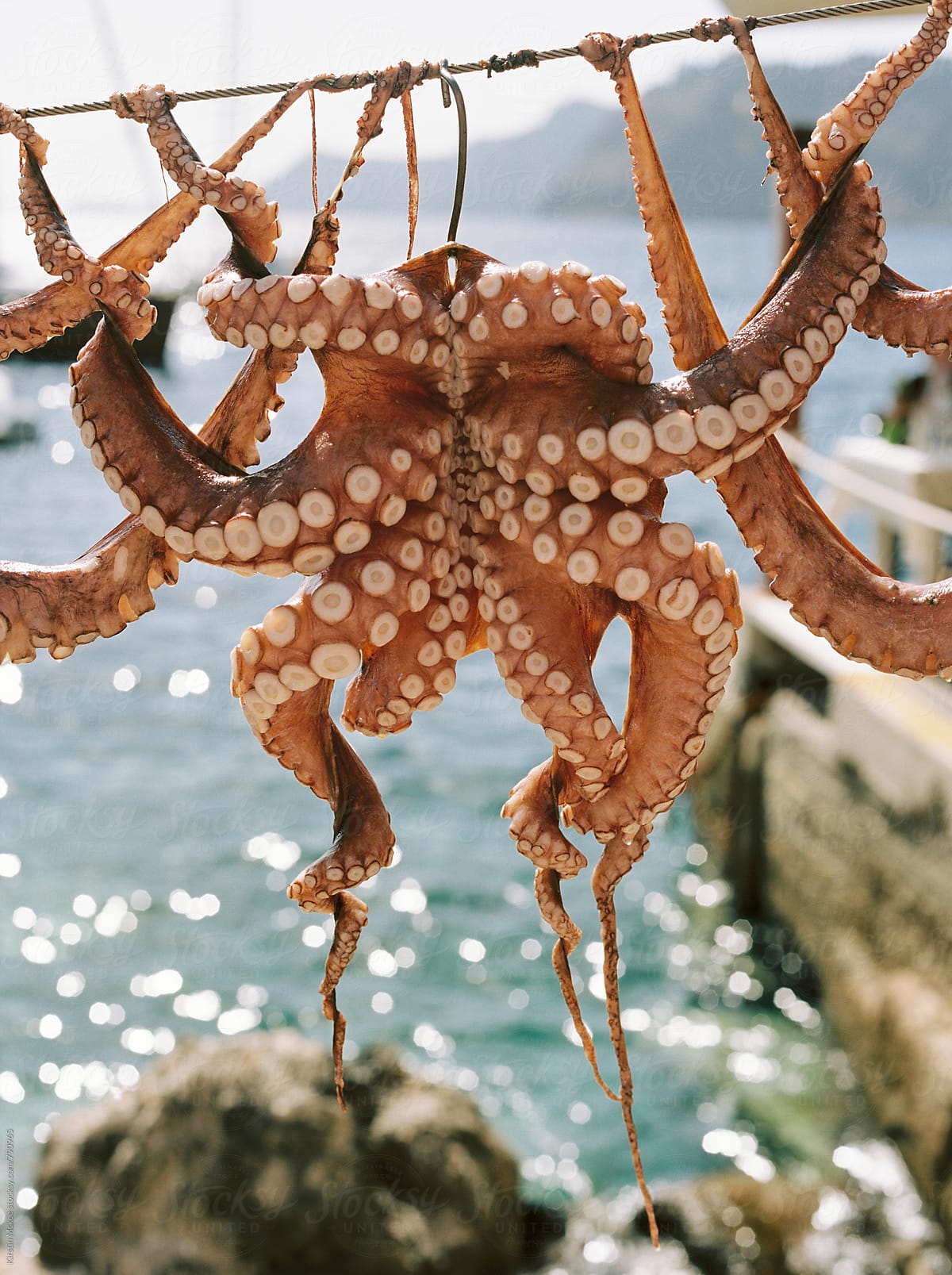 One octopus air drying on a line in Santorini, Greece