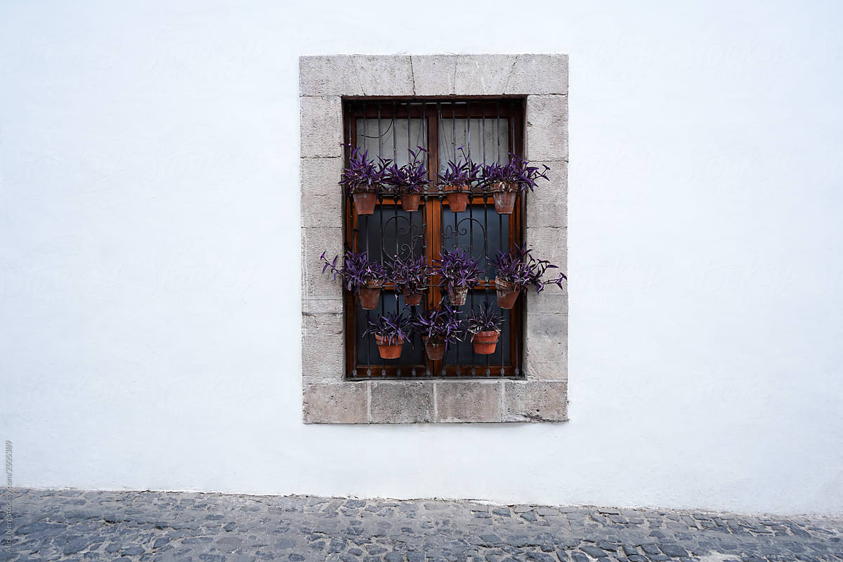 White wall and pots with purple flower