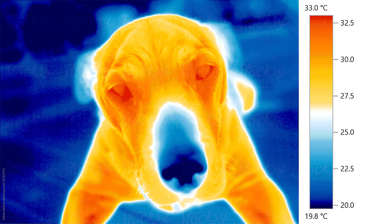 Thermography - thermal heat image of domestic pet dog with cold nose