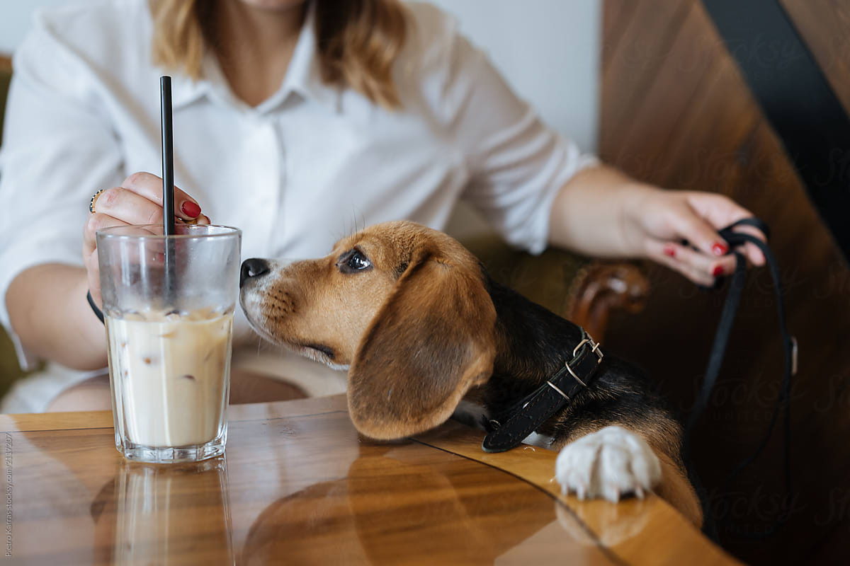 Woman with dog in cafeteria having drink