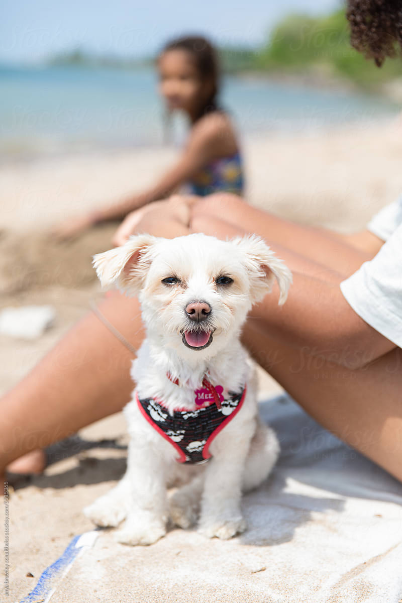 Happy, smiling, white puppy sitting on a beach