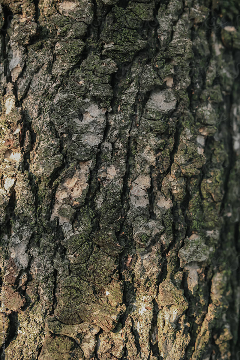 Natural background of dry dark bark on old tree