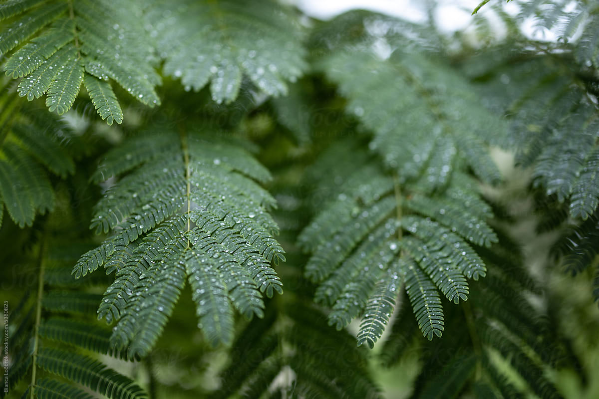 Leaves and vegetation after a strong rain