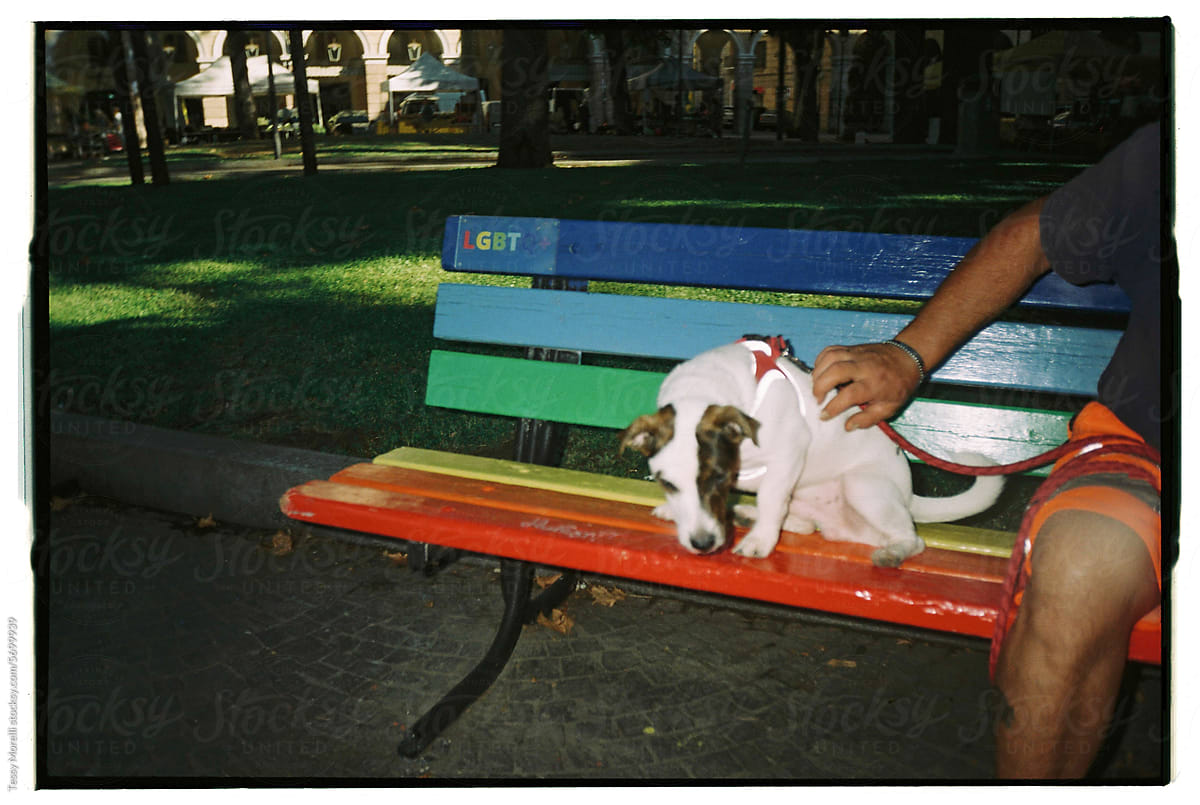 Dog and friend flash snap on pride park bench