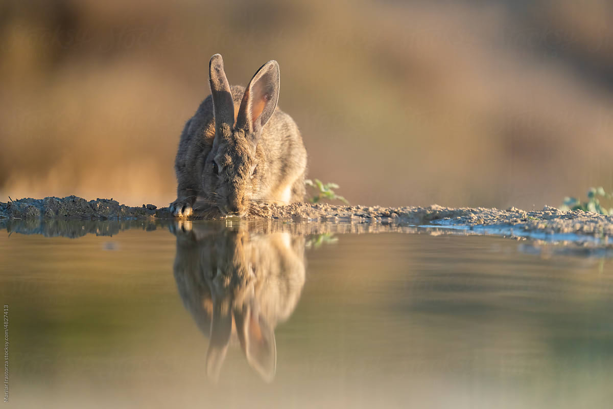 Thirsty Rabbit Drinking Water In A Pond