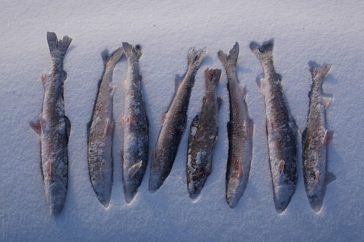Frozen fish in fresh snow
