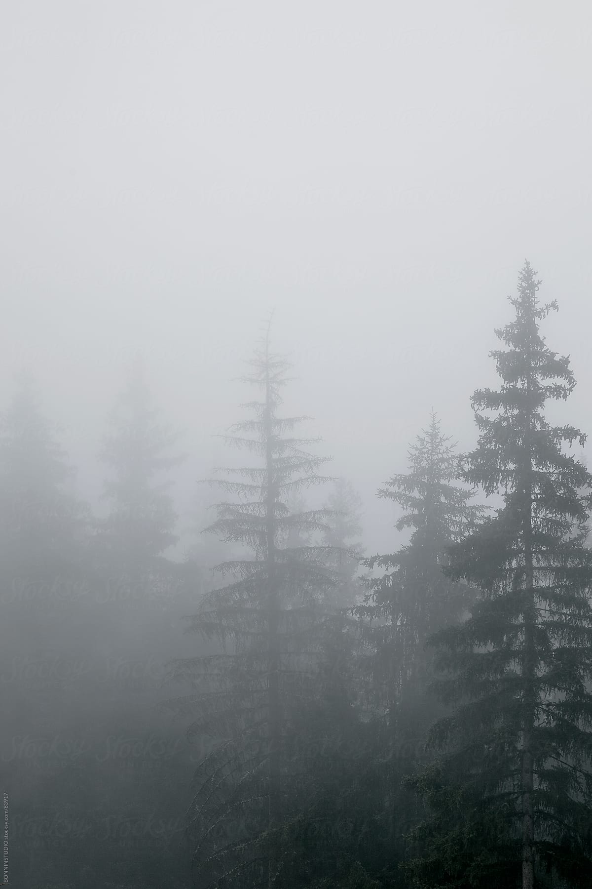 Misty trees landscape.