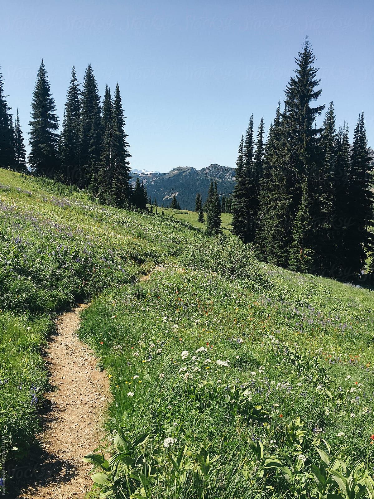 Hiking trail through wildflower meadow and mountains, North Cascades, WA