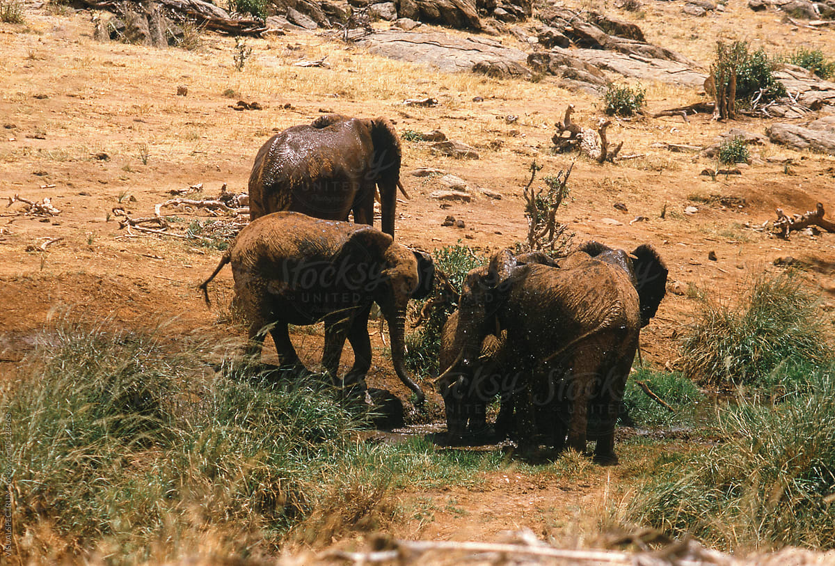 African Elephants Playing at Watering Hole