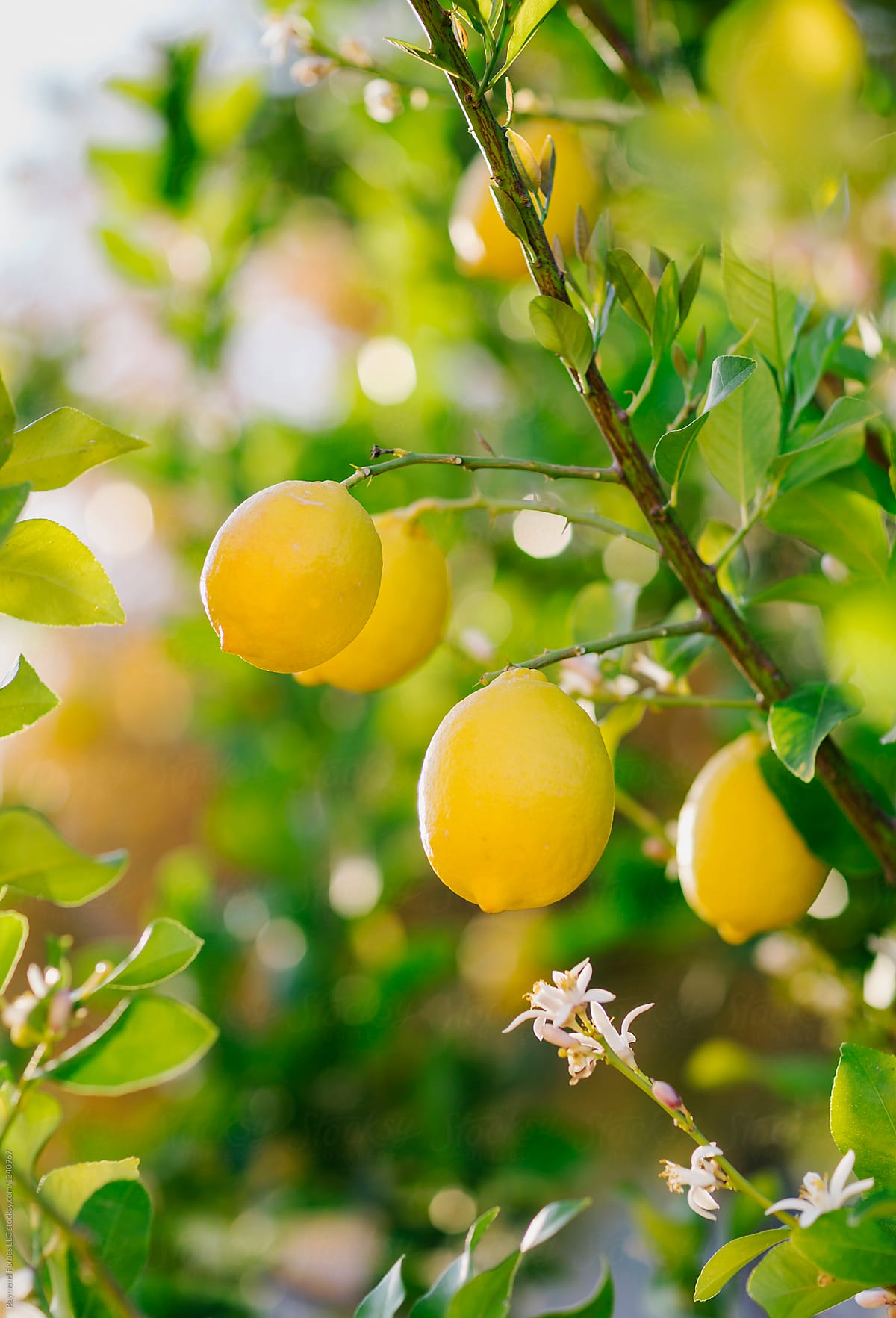 Lemons on the Backyard Tree