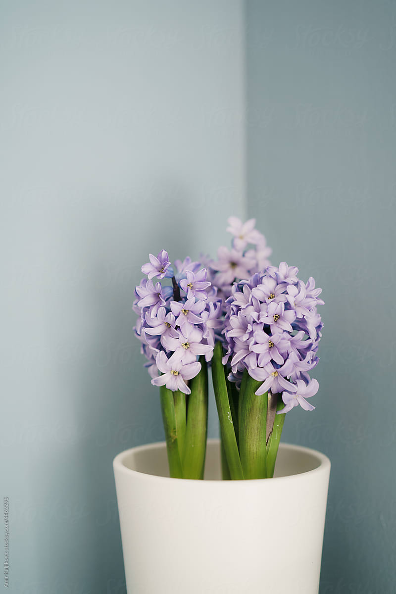 Delicate lilac on light blue background