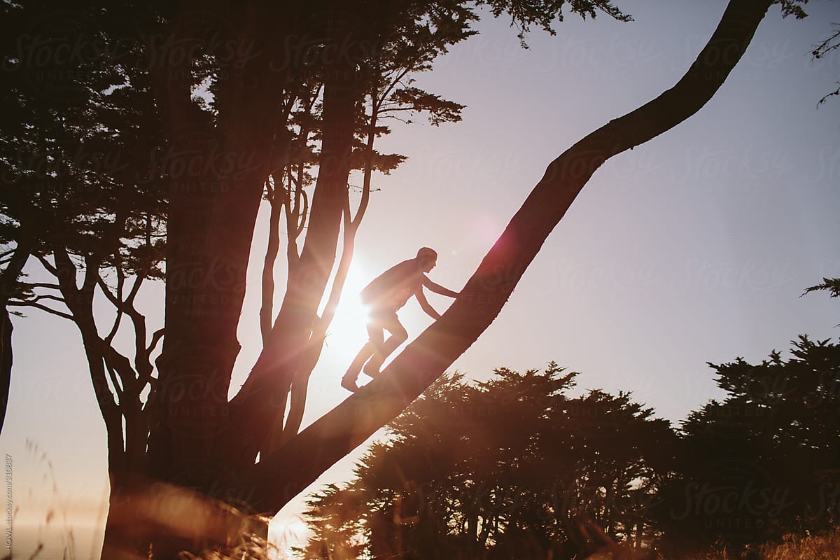 A young man climbs a tree on the coast