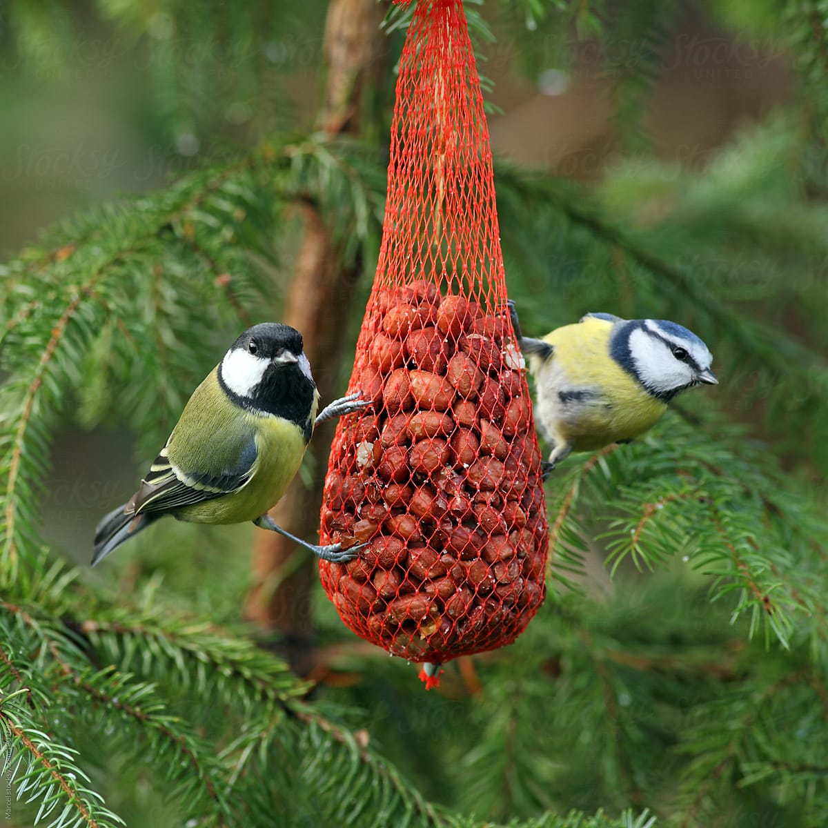 Birds on peanuts in a tree