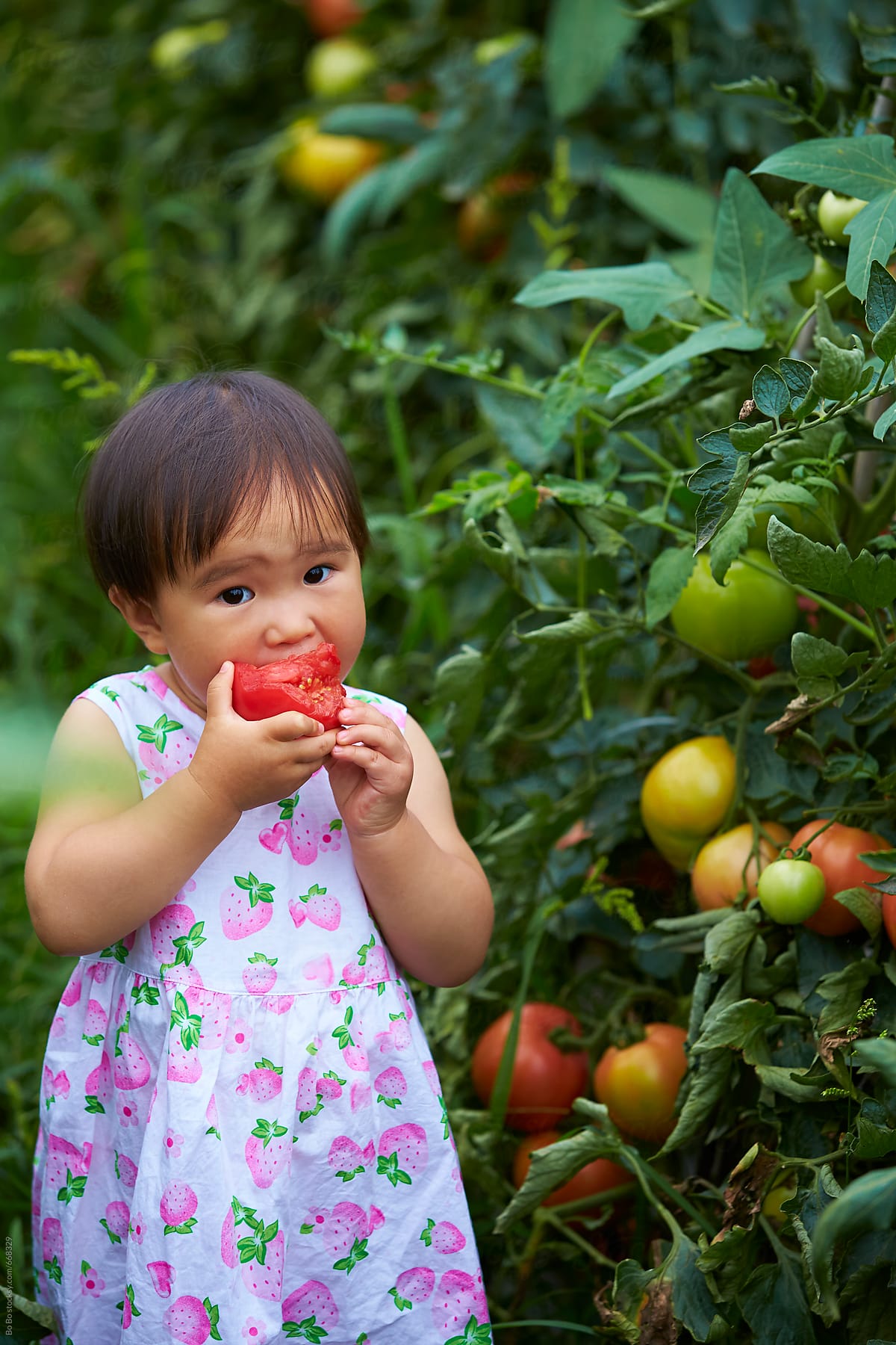 one lovely Chinese girl eating tomato in the tomato farm