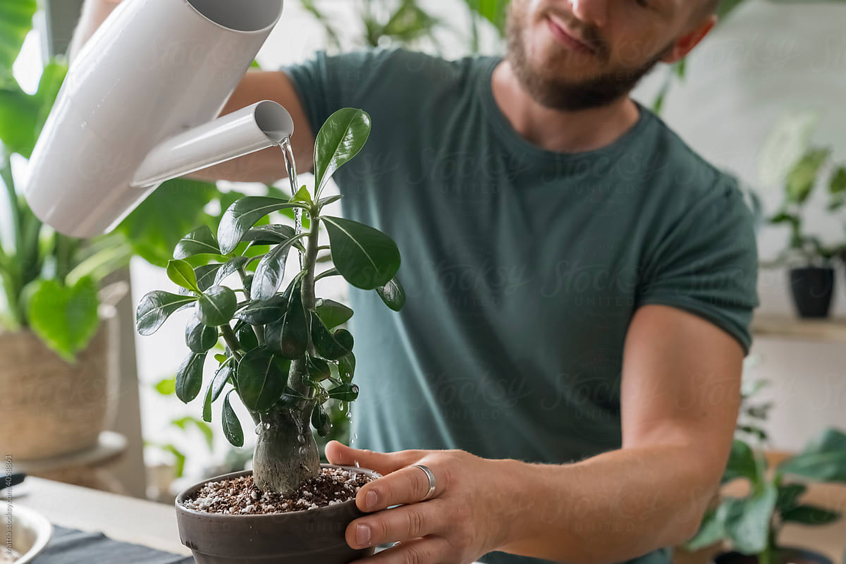 Man Giving Water to a Plant