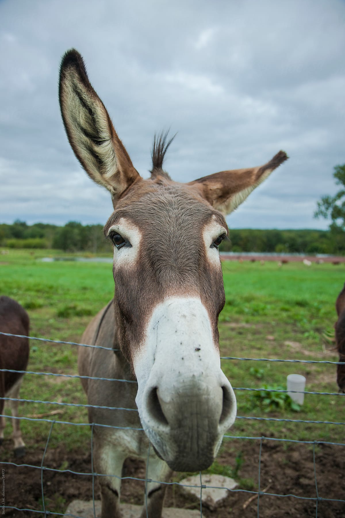 Animal Personalities: Friendly Quirky Donkey Face Twitching Ears
