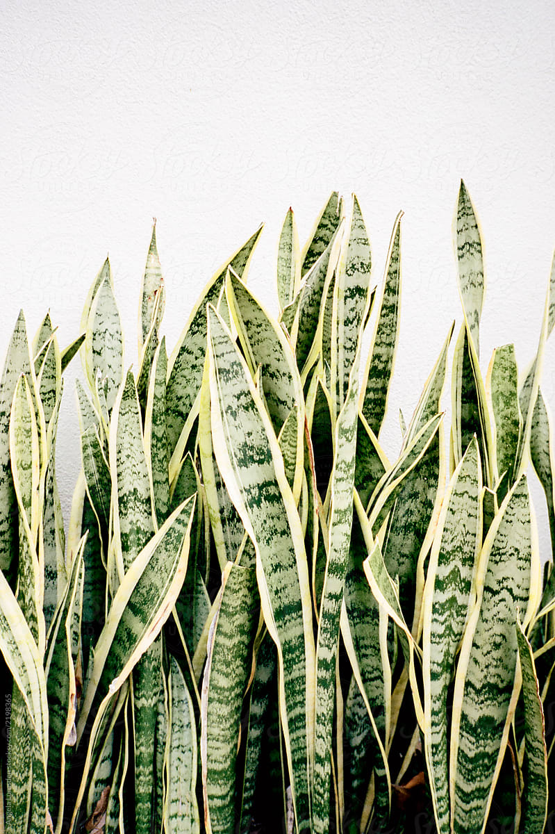 Snake plant lining a wall outdoors in Australia