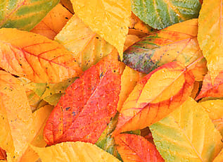 Scarlet Maple Leaf, Closeup | Stocksy United