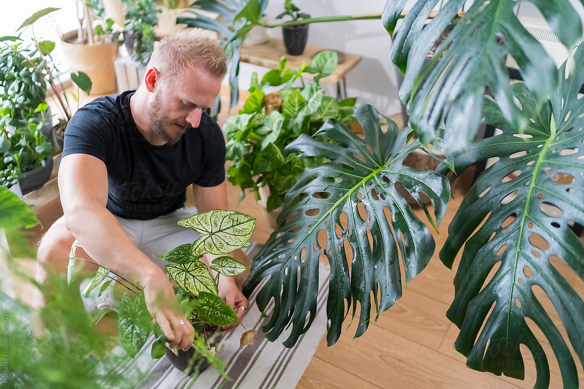 Man cutting dead leaves from a plant