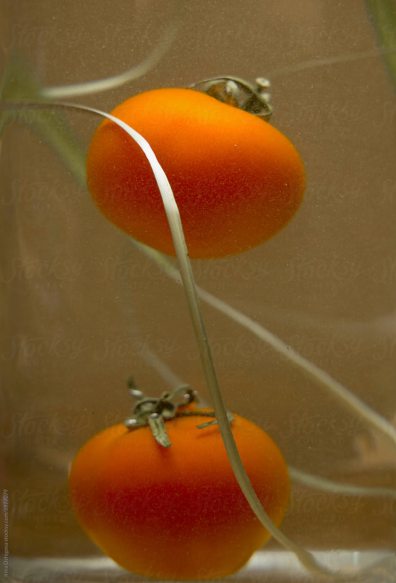 Two Ripe Tomatoes in a water