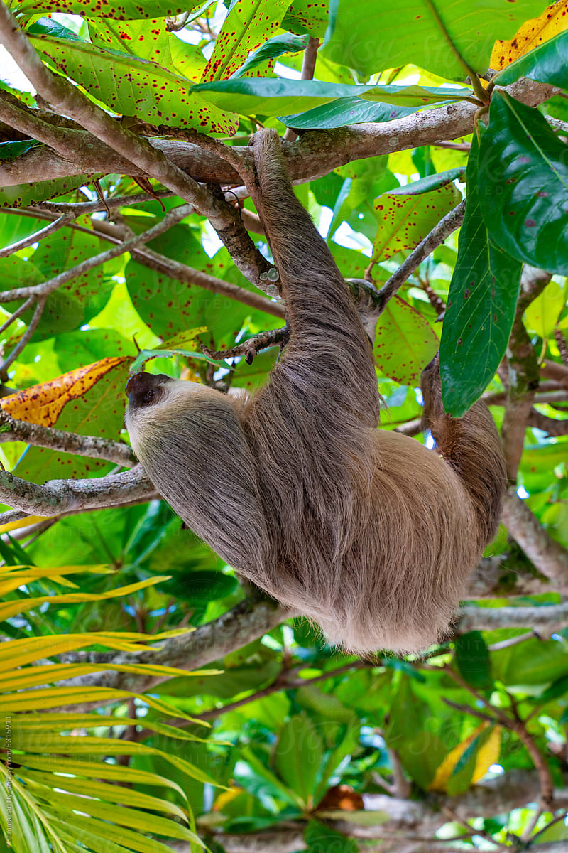 Sloth climbing a tree in Cahuita National Park