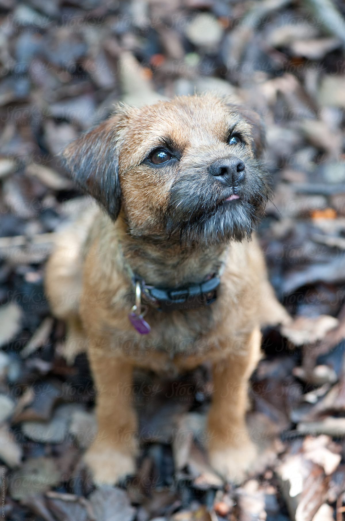Border Terrier sitting patiently in Autumn leaves