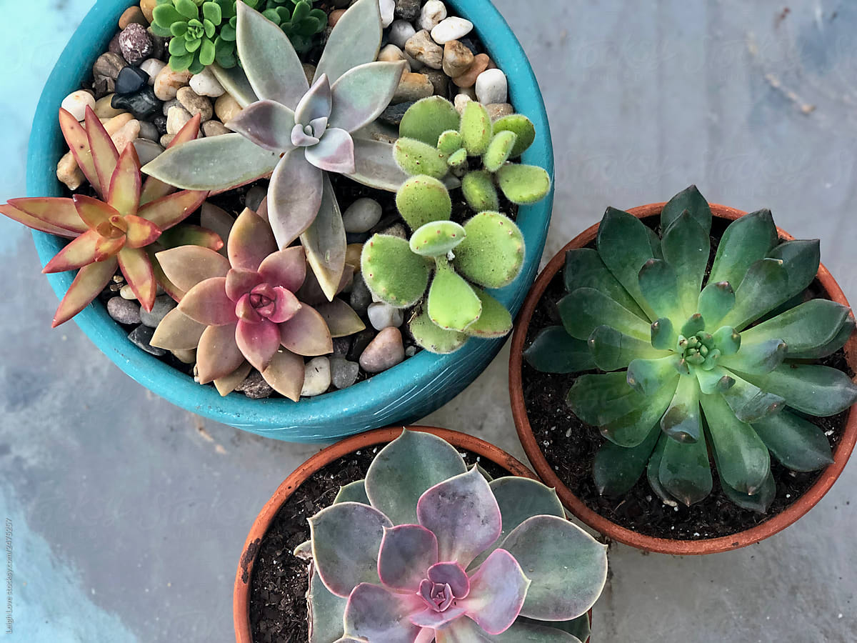 Trio of Succulents in Containers