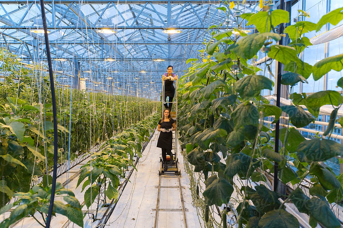 Two female employees or workers picking vegetables in a modern greenhouse